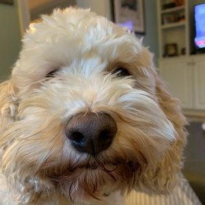 Meet your Posher, Charles